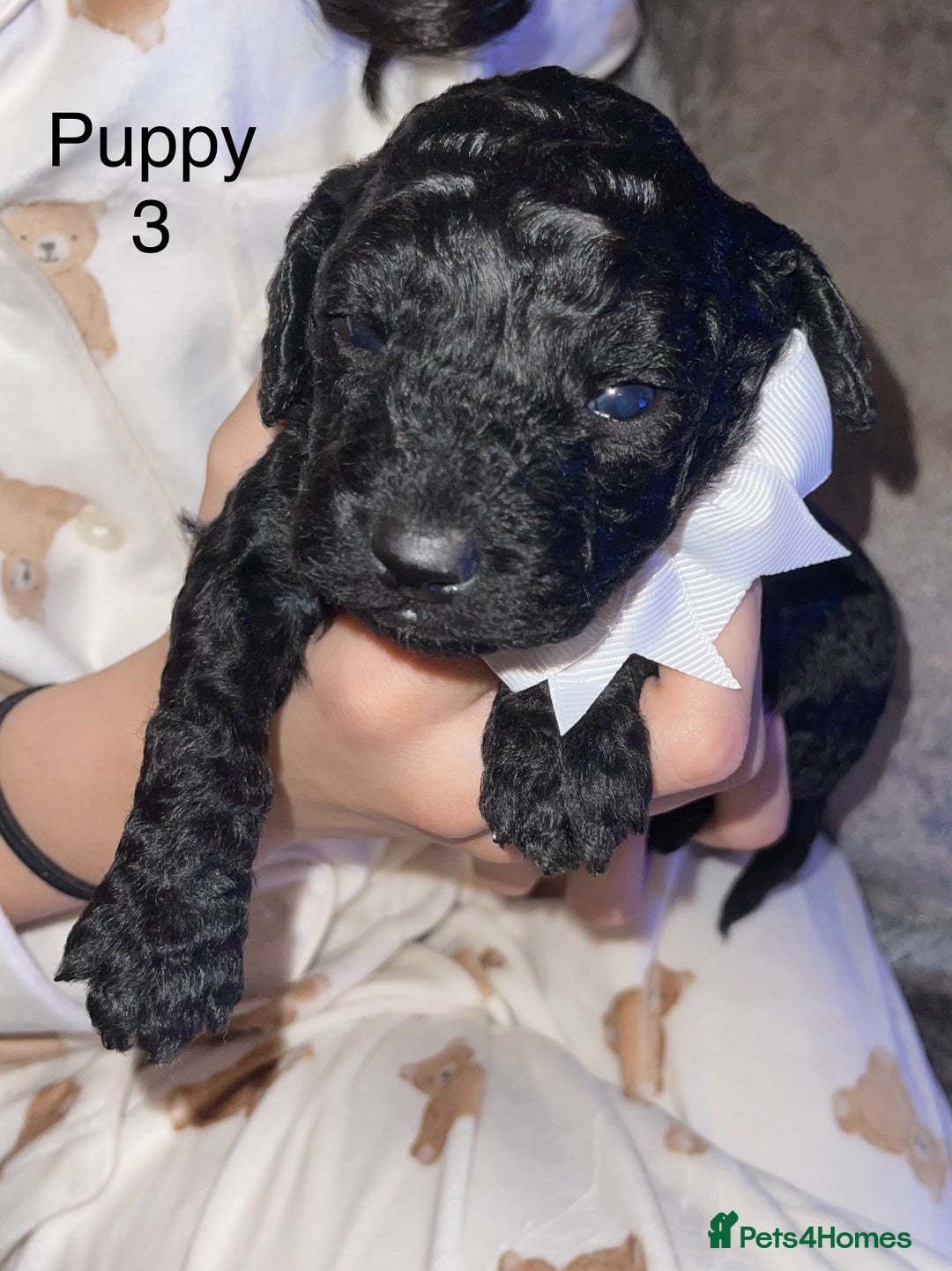 Cockapoo dogs for sale: Adorable 🐶 Cockapoo Pups 🐶 x6 Ready for new home - Advert 7