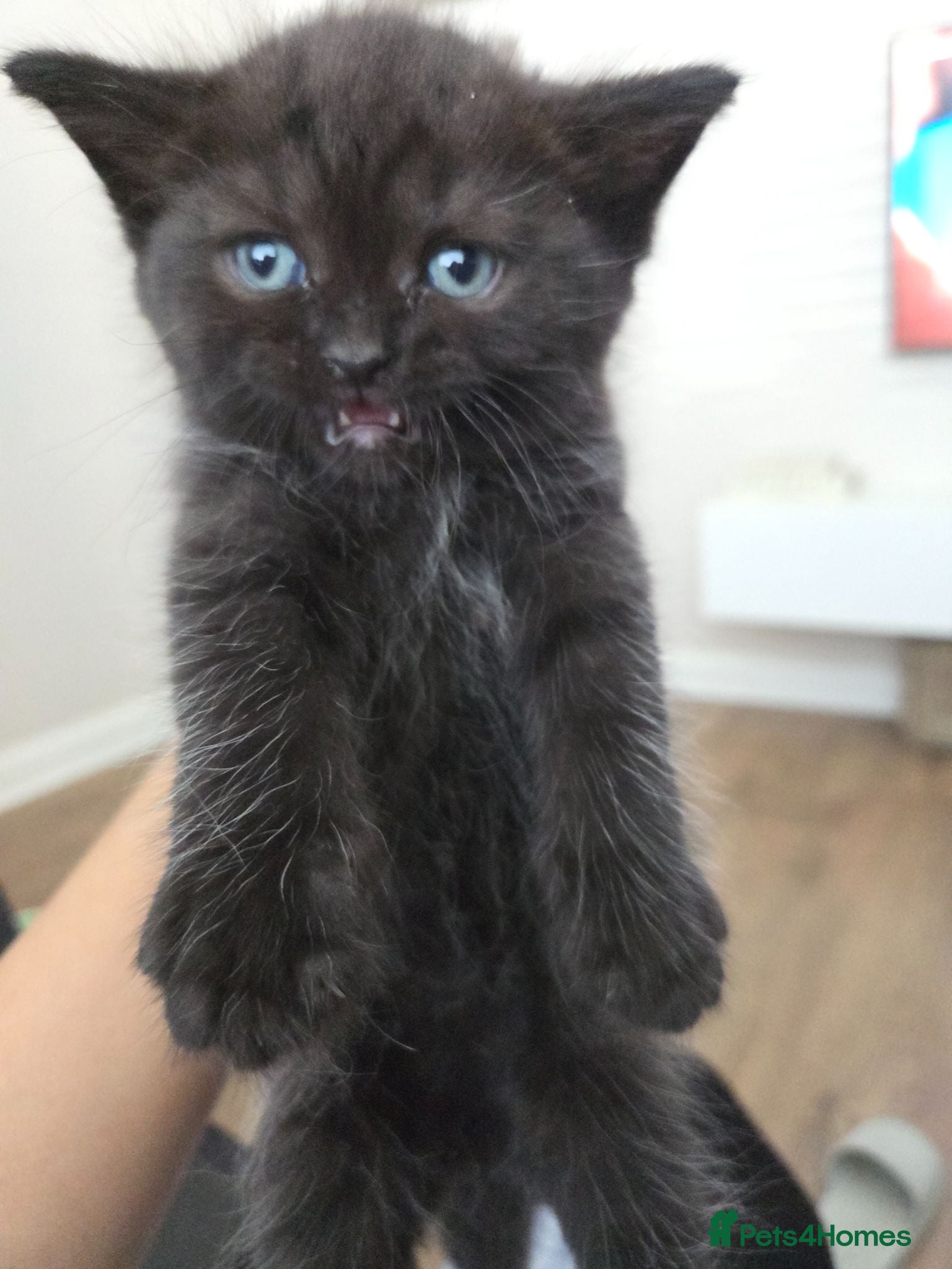 Mixed Breed cats fluffy Persian kittens  - Advert 2