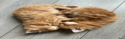 Mixed Breed cats for sale: Healthy , Energetic, Absolutely stunning 8  - Advert 36