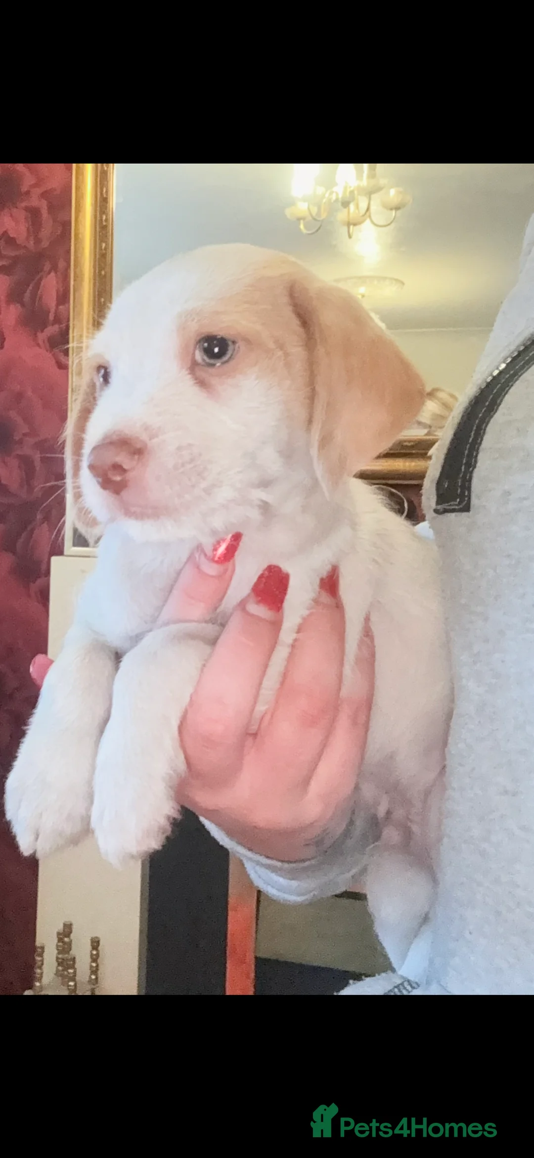 Jack Russell dogs for sale: Jack Russell puppy’s  - Advert 2