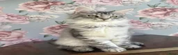 Maine Coon cats for sale: TICA Maine Coon Kittens - Advert 6