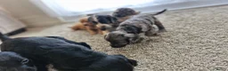 Cocker Spaniel dogs for sale: Cocker spaniel pups - Advert 7