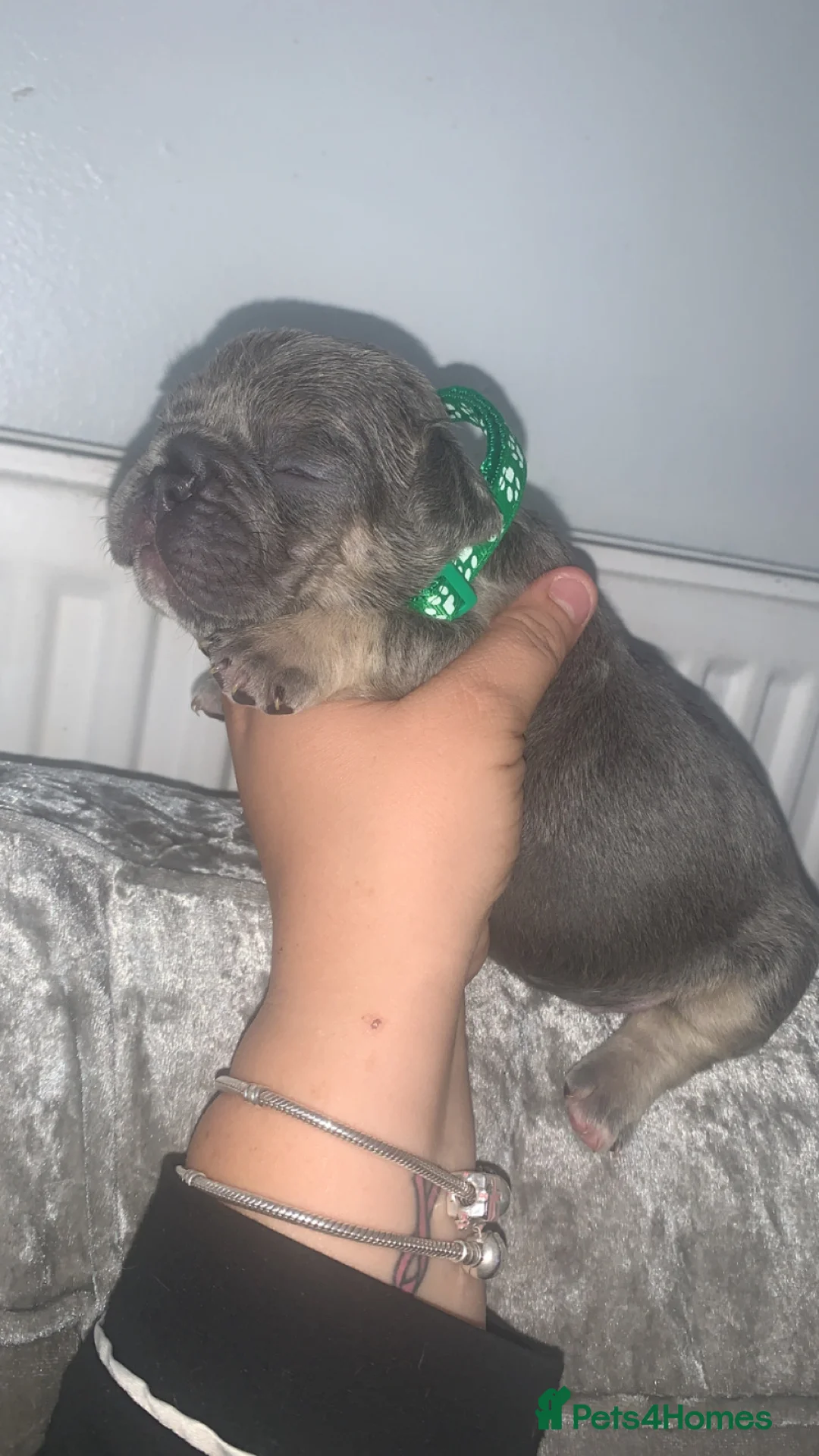 French Bulldog dogs for sale: French bulldogs  - Advert 2