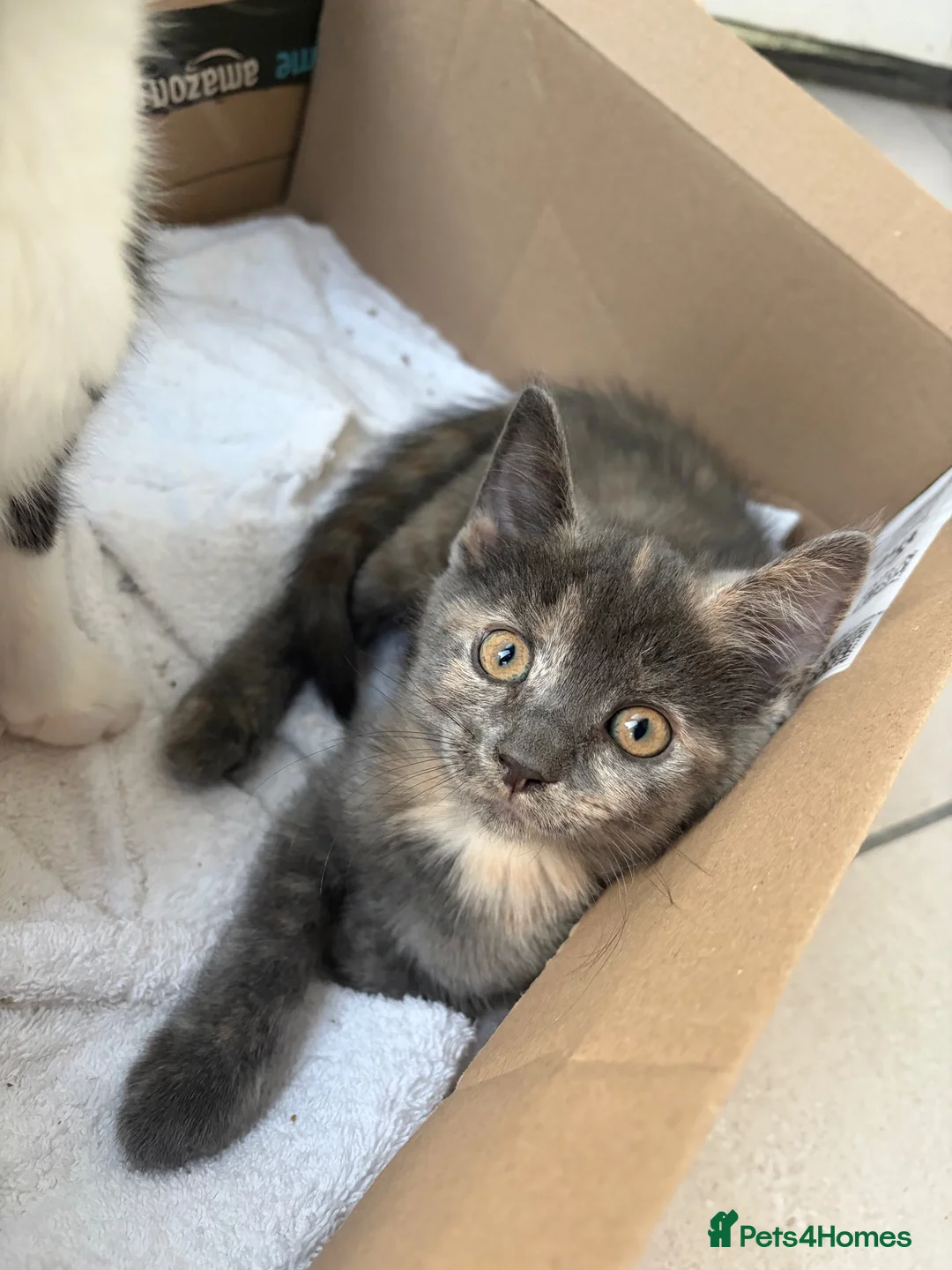 Scottish Fold cats for sale: 2 LEFT Scottish Fold & Scottish Straight kittens  - Advert 2