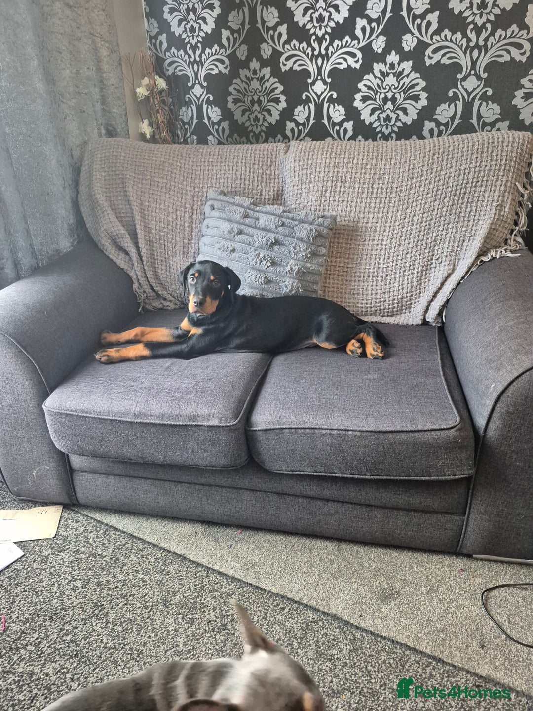 French Bulldog dogs for sale: French bulldog and rottweiler  - Image 3