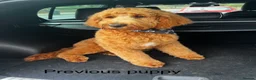 Goldendoodle dogs for sale: Golden doodles F2b - Advert 12