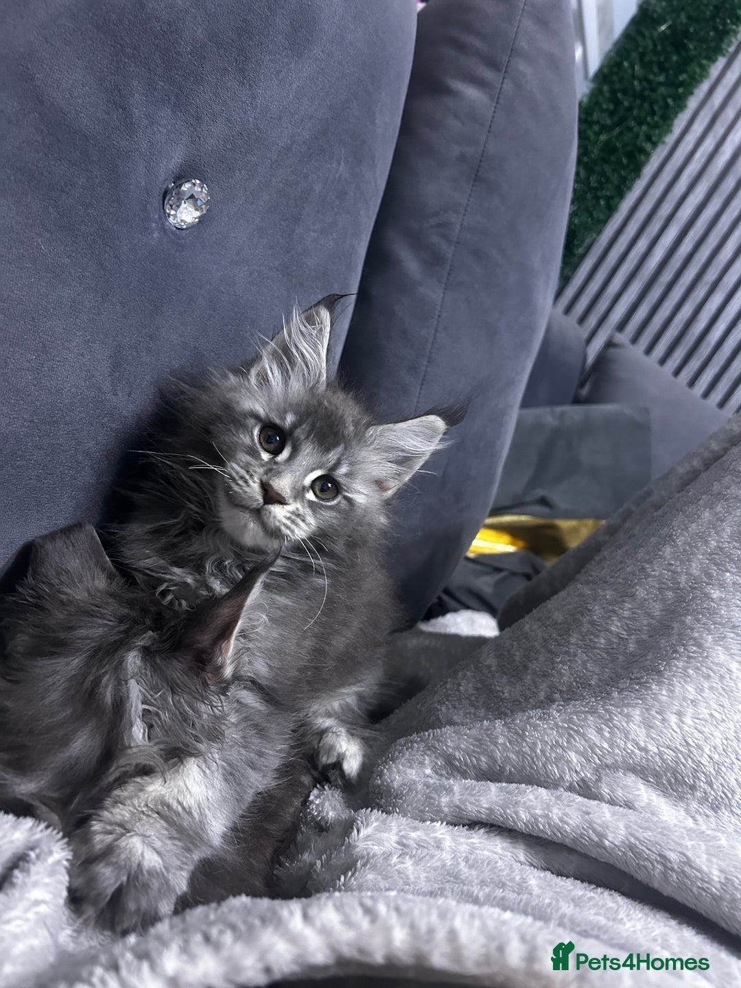 Maine Coon cats for sale: Maine Coon kitten  - Advert 3