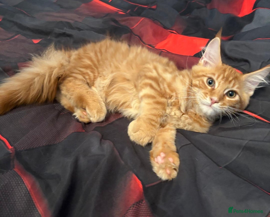 Maine Coon cats for sale: Pure blood Maine Coon kitten - Image 2