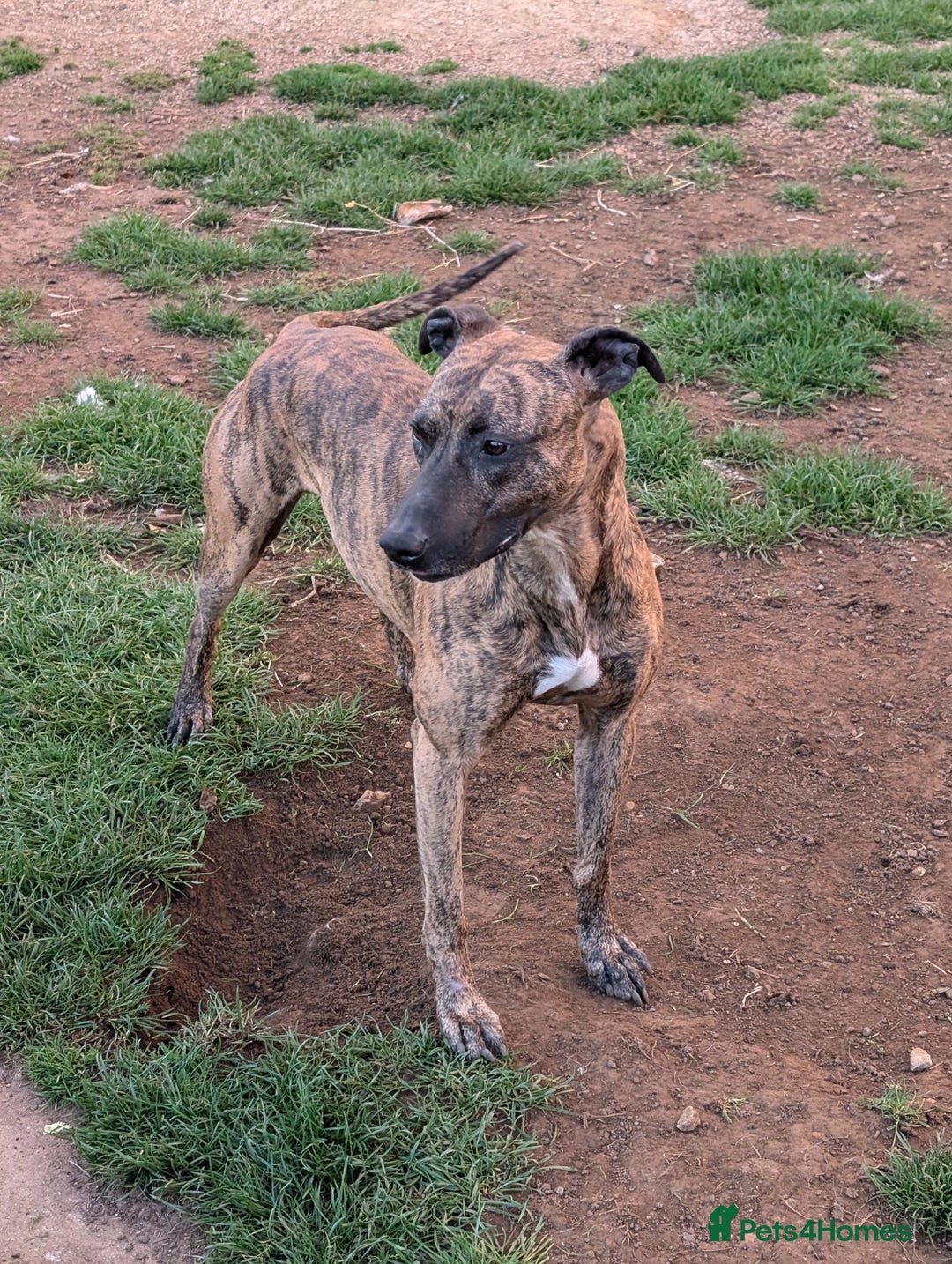 Mixed Breed dogs for sale: Huntaway x Lurcher puppies  - Image 21