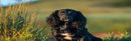 Cocker Spaniel dogs for sale: Fullyhealth tested red male working cocker spaniel in Kinross - Advert 19