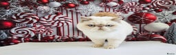 Exotic cats for sale: Chunky GCCF reg pedigree male exotic SH kitten  - Advert 3