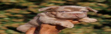 French Bulldog 4