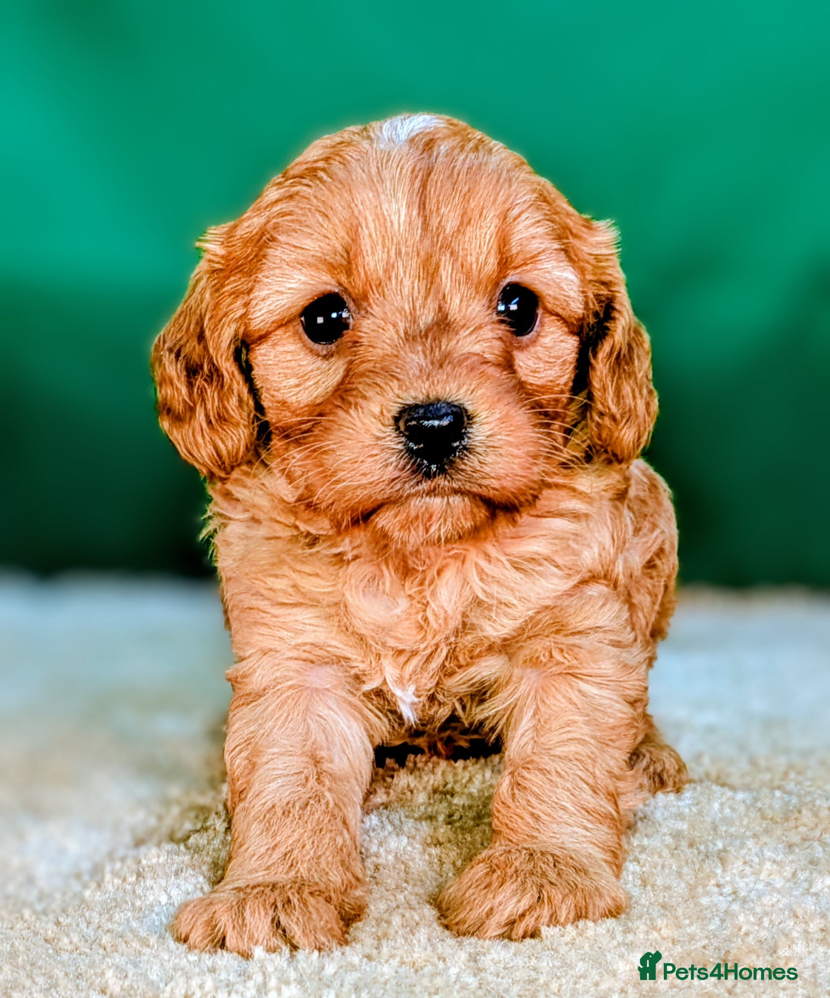 Cavapoo dogs Adorable Cavapoo Pup Ready For Her Forever Home! - Advert 1