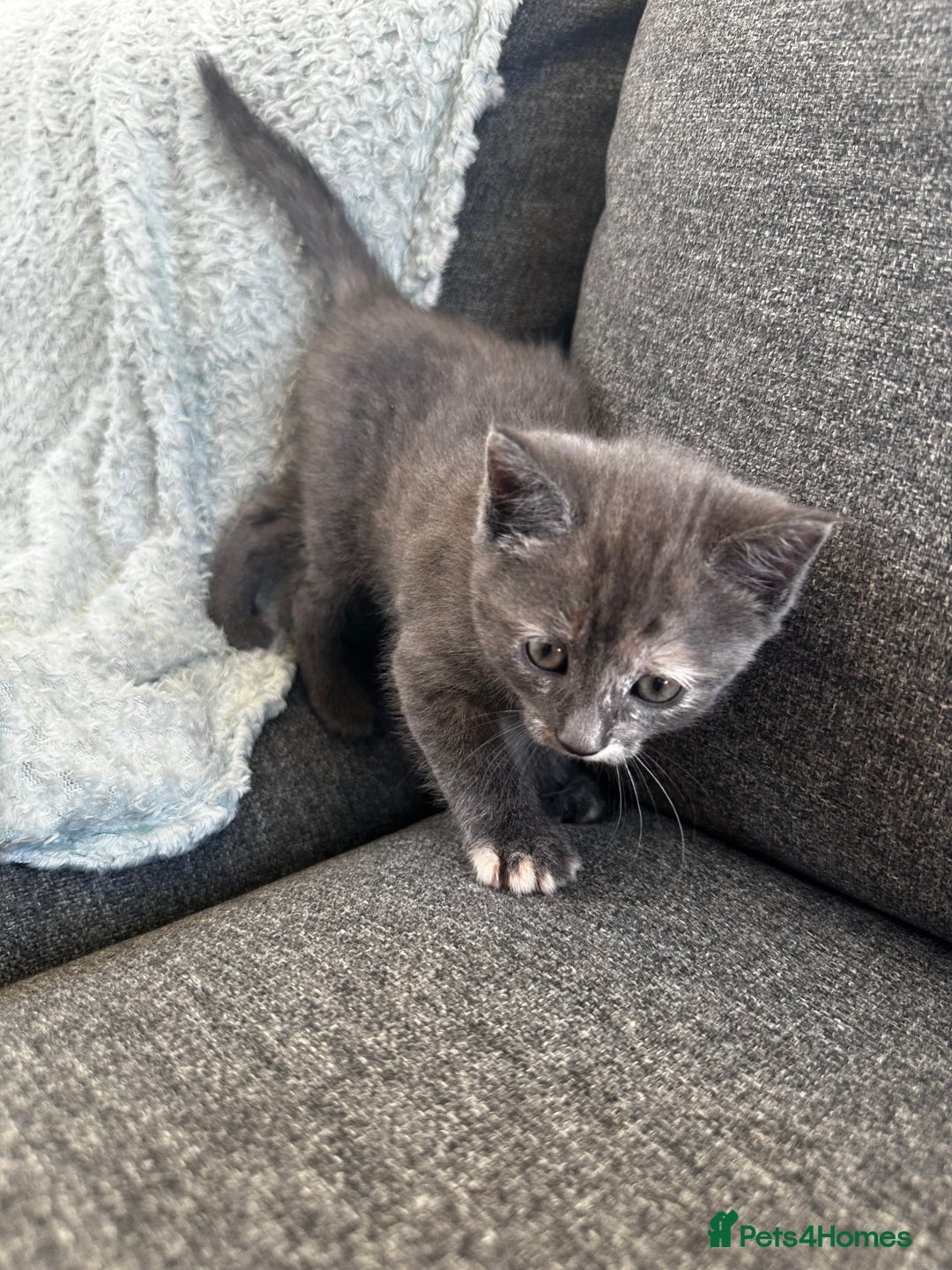 Mixed Breed cats for sale: Kittens for sale  - Image 6