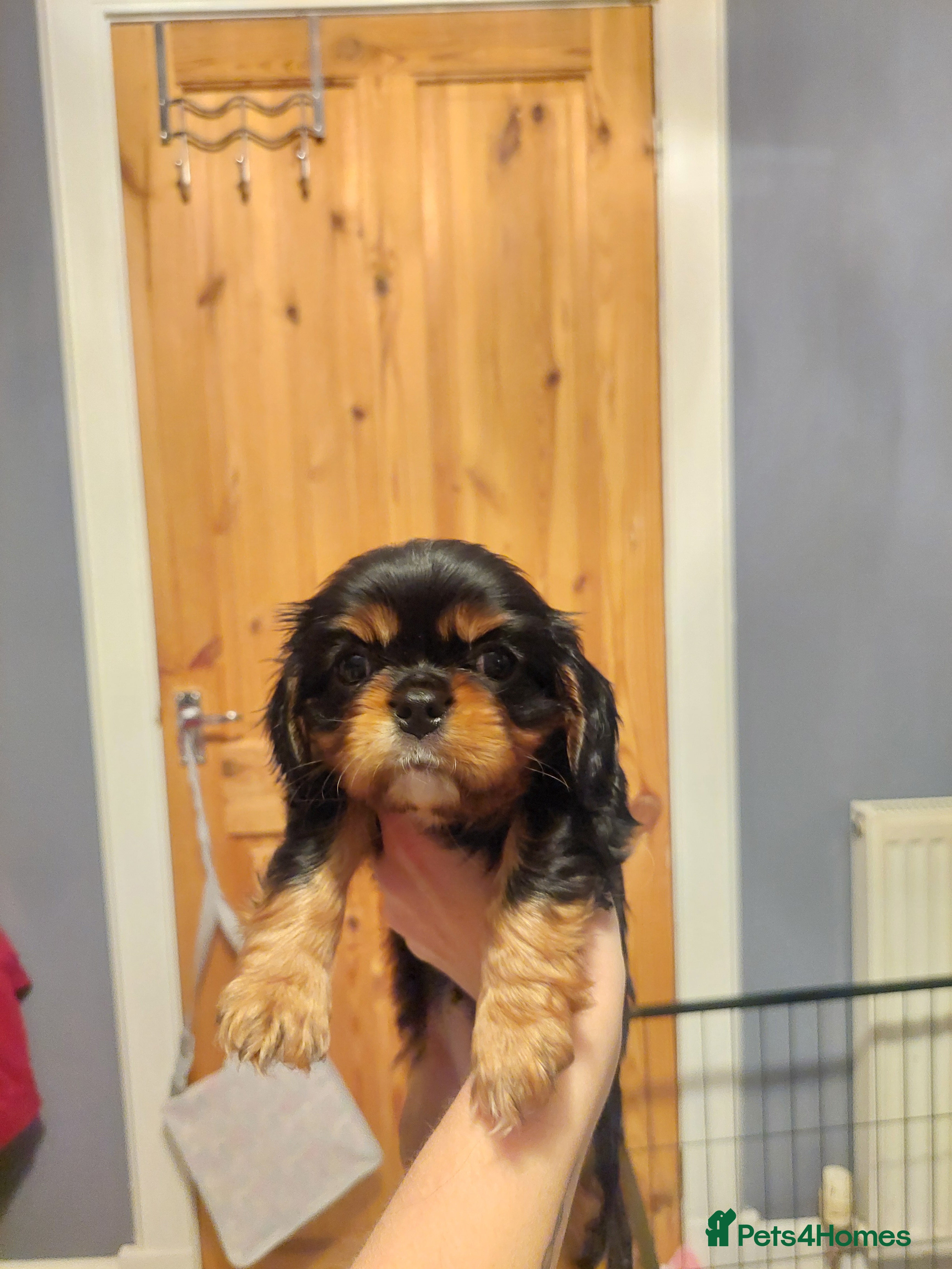 Cavalier King Charles Spaniel dogs KC Reg Cavalier king Charles Spaniel puppies - Advert 1