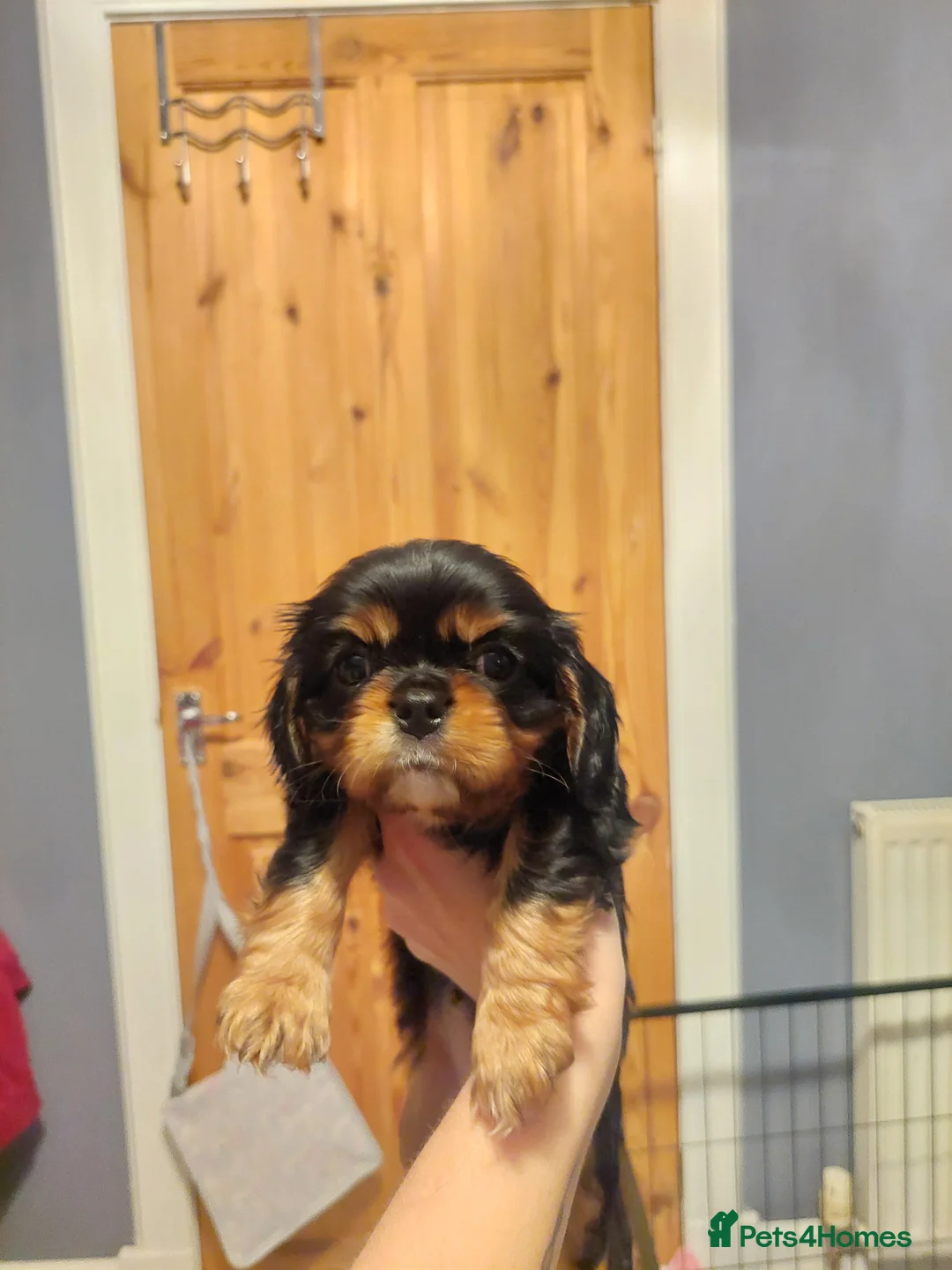Cavalier King Charles Spaniel dogs for sale: KC Reg Cavalier king Charles Spaniel puppies - Advert 1