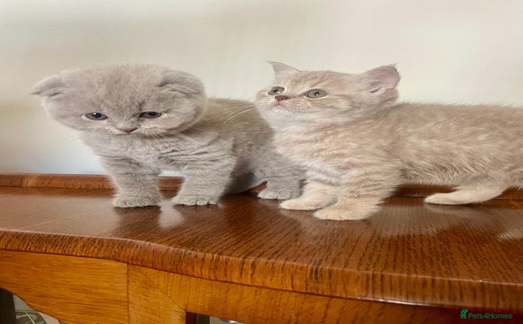 Scottish Fold cats - Advert 13