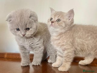 Scottish Fold cats Scottish Straight kittens - beautiful colours! - Advert 13