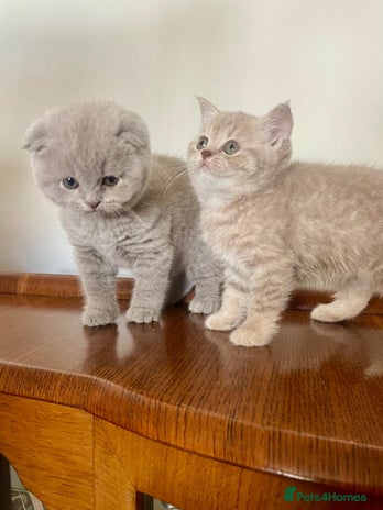 Scottish Fold cats Scottish Straight kittens - beautiful colours! - Advert 1