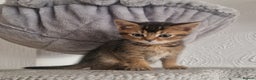 Abyssinian cats for sale: Abyssinian Cross British Blue - Advert 7