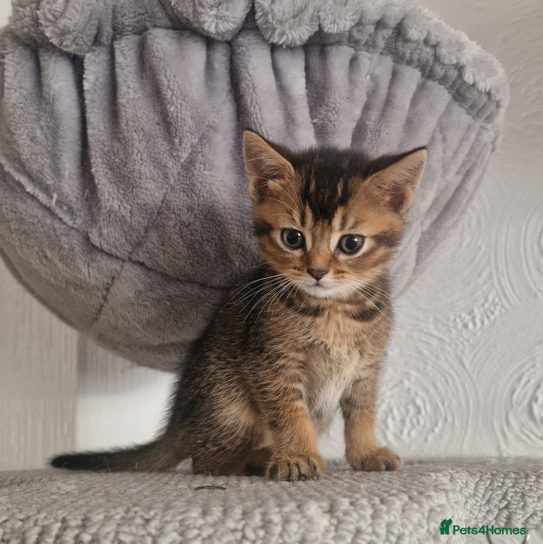 Abyssinian cats for sale: Abyssinian Cross British Blue - Advert 7