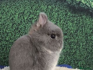 Netherland Dwarf rabbits Netherland Dwarf Rabbit - Advert 10