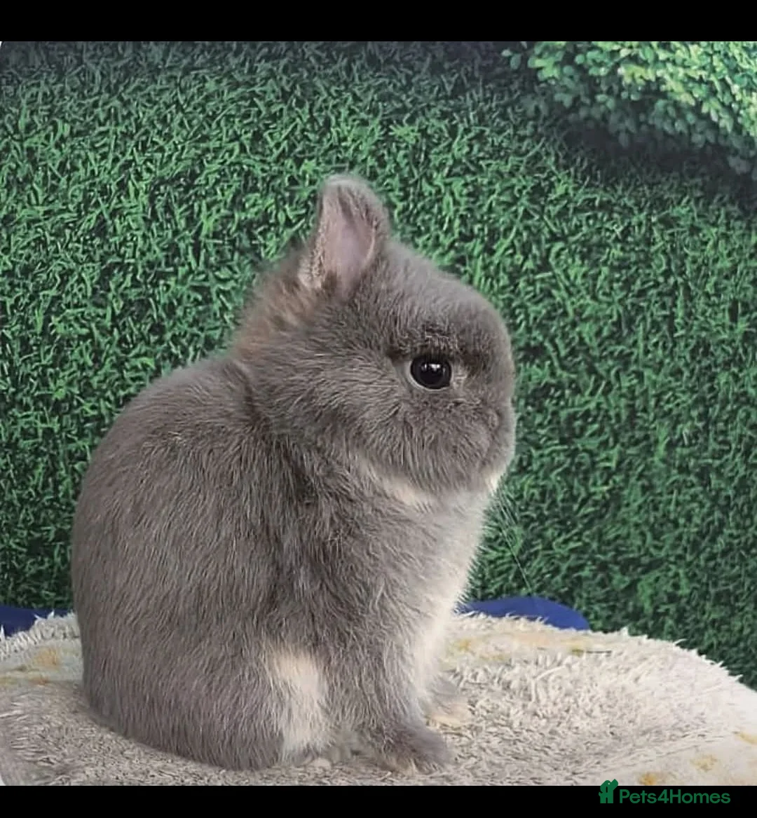 Netherland Dwarf rabbits for sale: SMALL/SHOW NETHERLAND DWARF RABBIT WANTED  - Advert 5