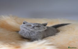 British Shorthair cats for sale: GCCF reg blue kittens  - Image 16