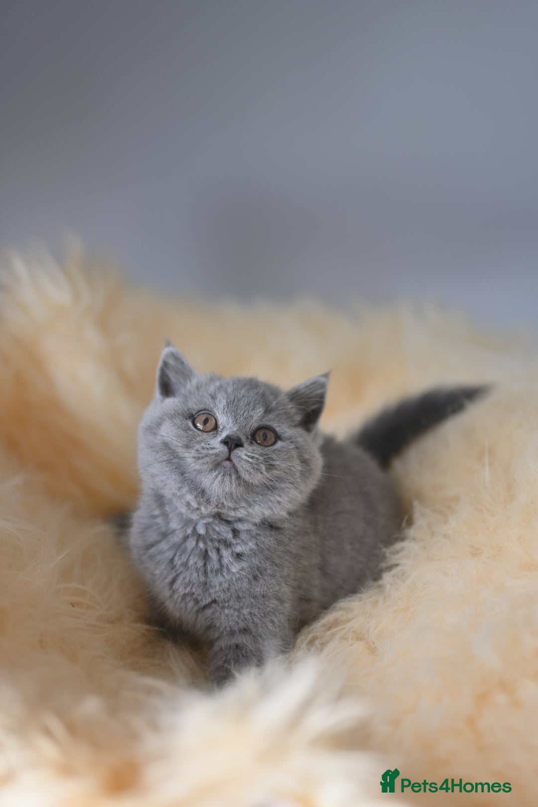 British Shorthair cats for sale: GCCF reg blue kittens  - Image 16