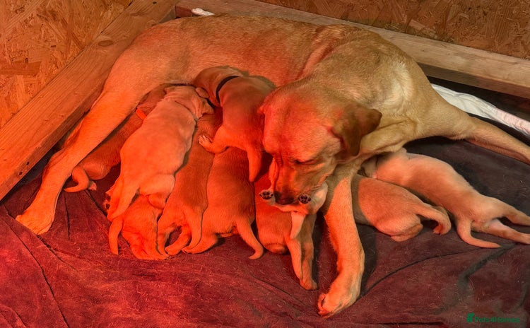 Labrador Retriever dogs - Advert 11