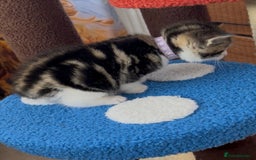 Mixed Breed cats for sale: READY NOW, 3 BEAUTIFUL TABBY BOYS (with Bengal)  - Image 8