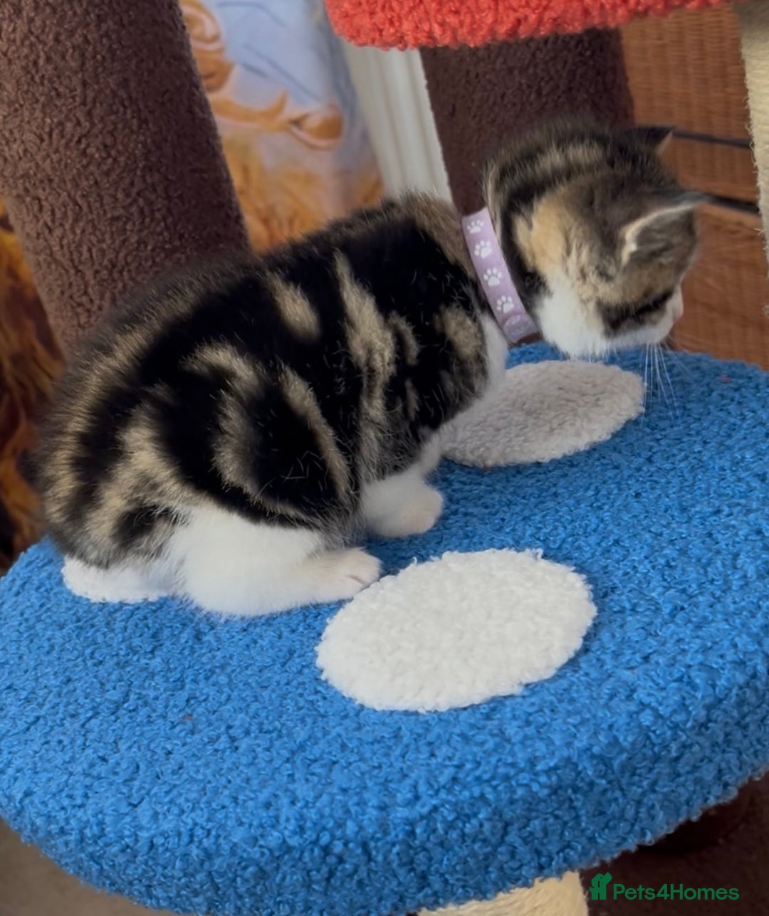 Mixed Breed cats for sale: READY NOW, 3 BEAUTIFUL TABBY BOYS (with Bengal)  - Image 8