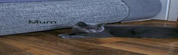British Shorthair cats for sale: British Shorthair kitten - Advert 25
