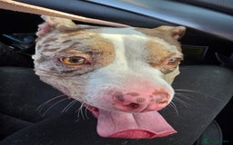 American Bully dogs for sale: Merle pocket bully - Image 3