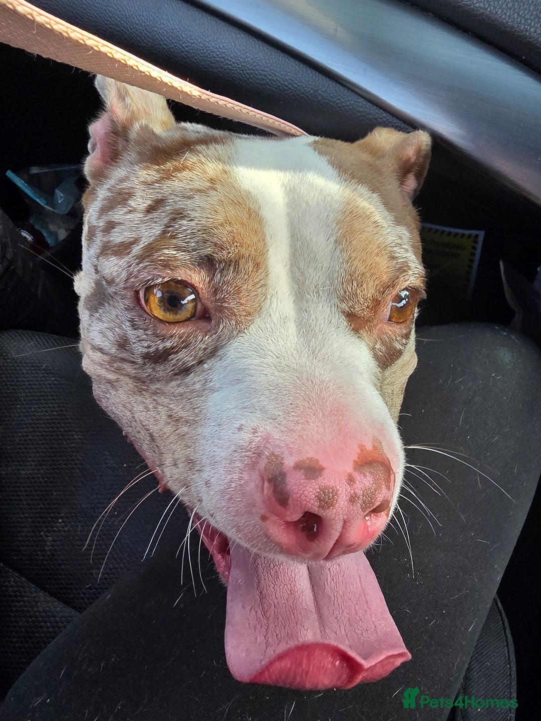 American Bully dogs for sale: Merle pocket bully - Image 3