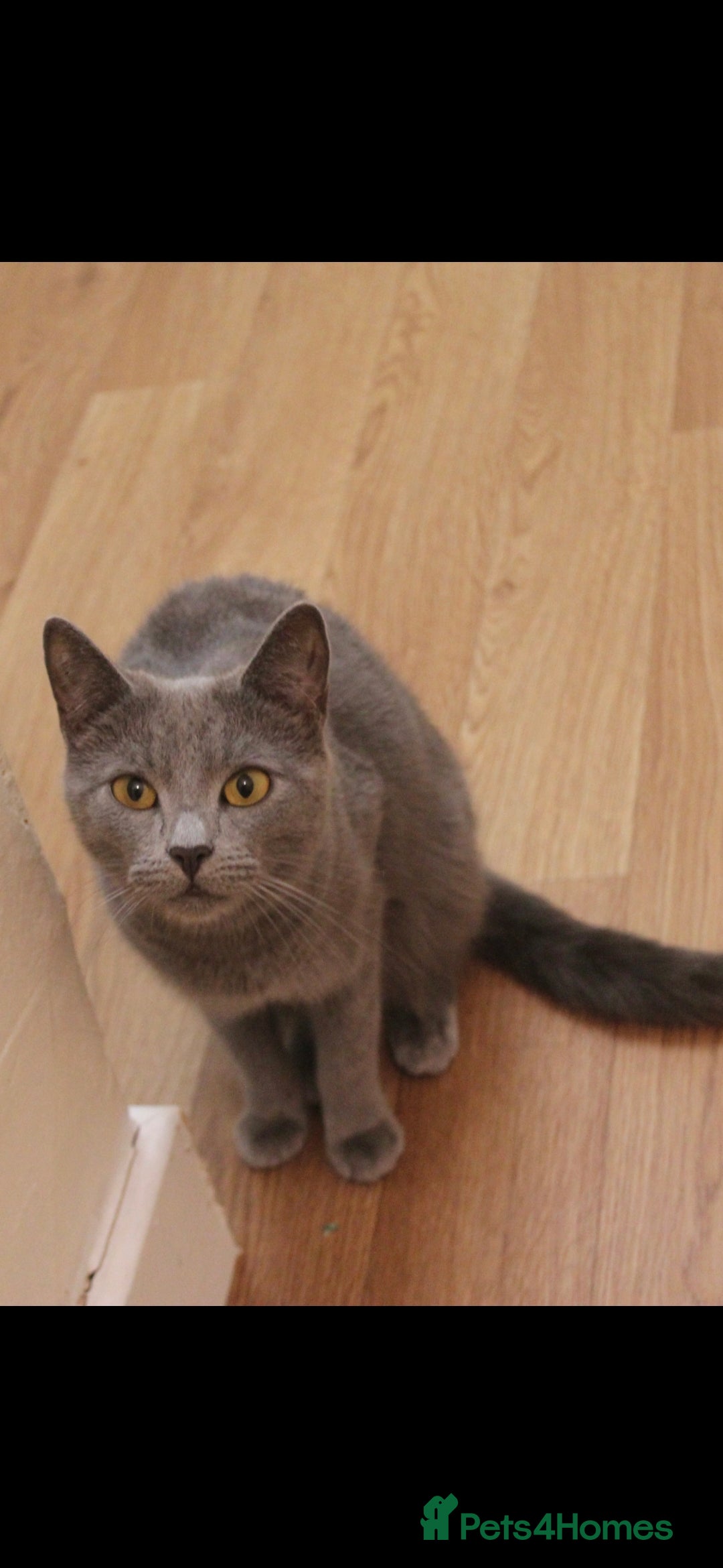 Domestic Shorthair cats Grey cat - Advert 1