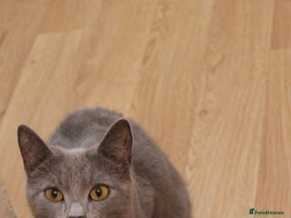 Domestic Shorthair cats Grey cat - Advert 1