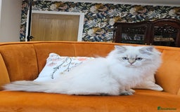 Scottish Fold cats for sale: Excellent Scottish straight kittens  - Advert 14