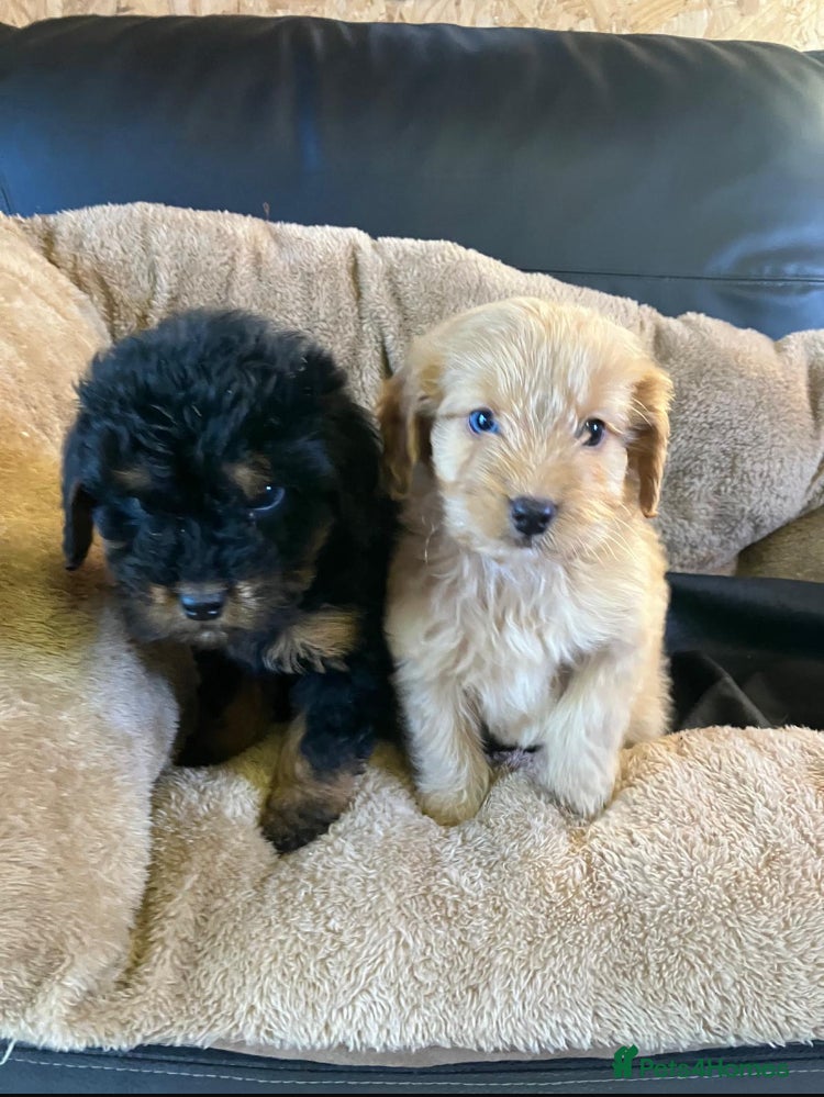 Cockapoo dogs Cockapoos 2 left  - Advert 10