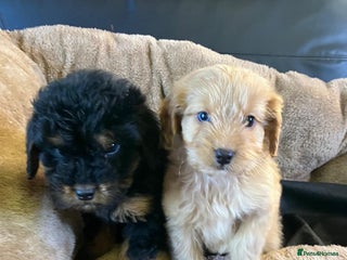 Cockapoo dogs Cockapoos 2 left - Advert 5