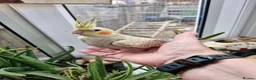 Cockatiels birds for sale: Semi tame baby cockatiels  - Advert 2
