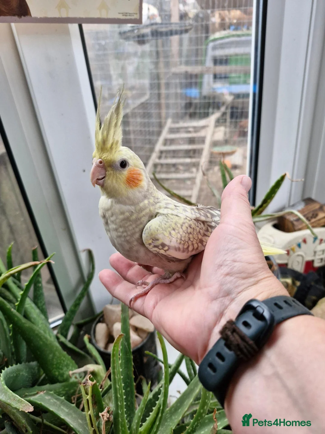 Cockatiels birds for sale: Semi tame baby cockatiels  - Advert 2