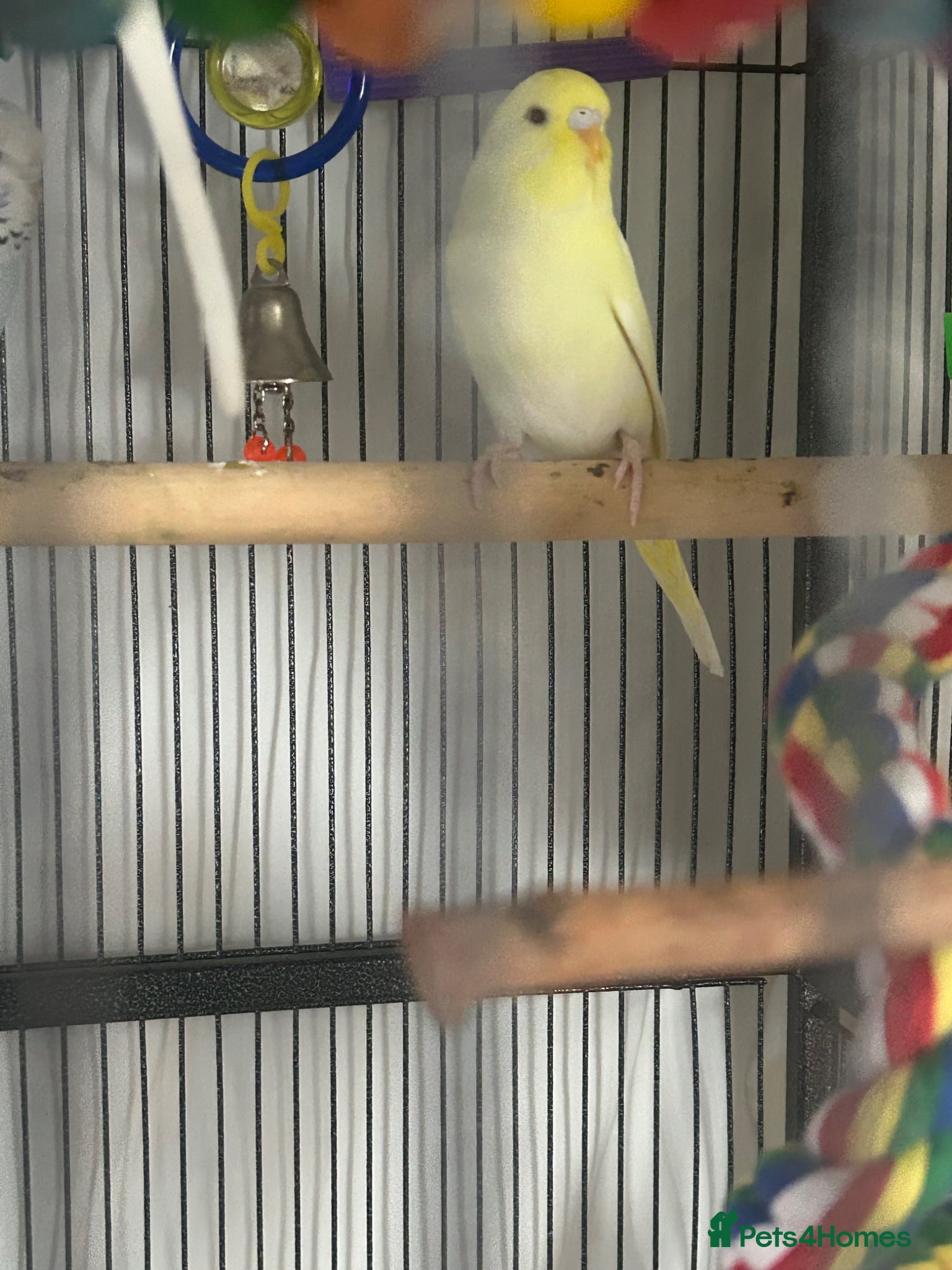 Budgerigars birds Baby budgies  - Advert 19