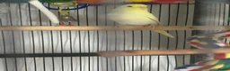 Budgerigars birds for sale: Baby budgies  - Advert 4
