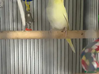 Budgerigars birds Baby budgies - Advert 18