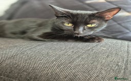 Bombay cats for sale: Gorgeous kittens 🐈‍⬛ - Image 2