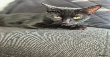 Bombay cats - Advert 11