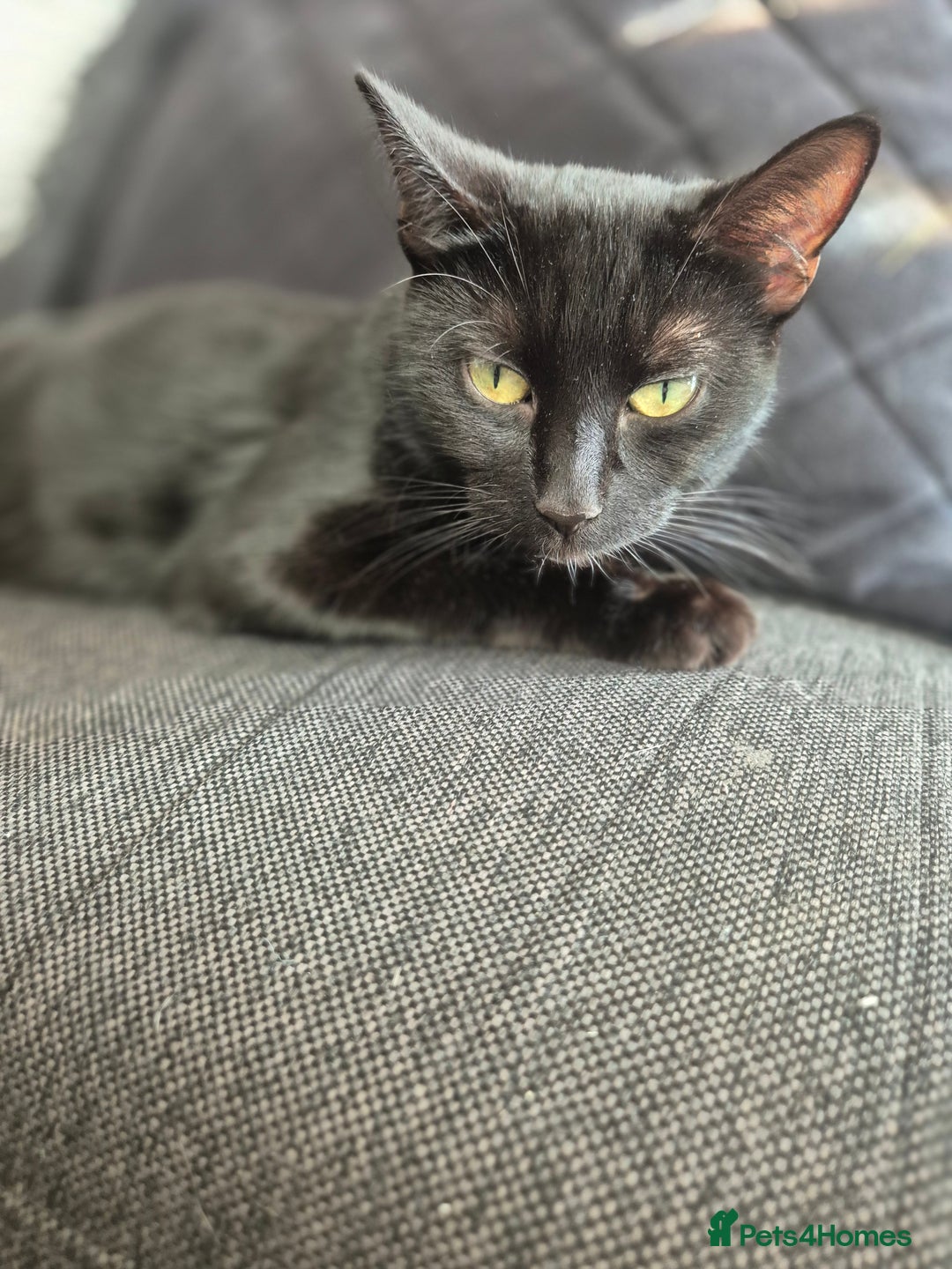 Bombay cats for sale: Gorgeous kittens 🐈‍⬛ - Image 2