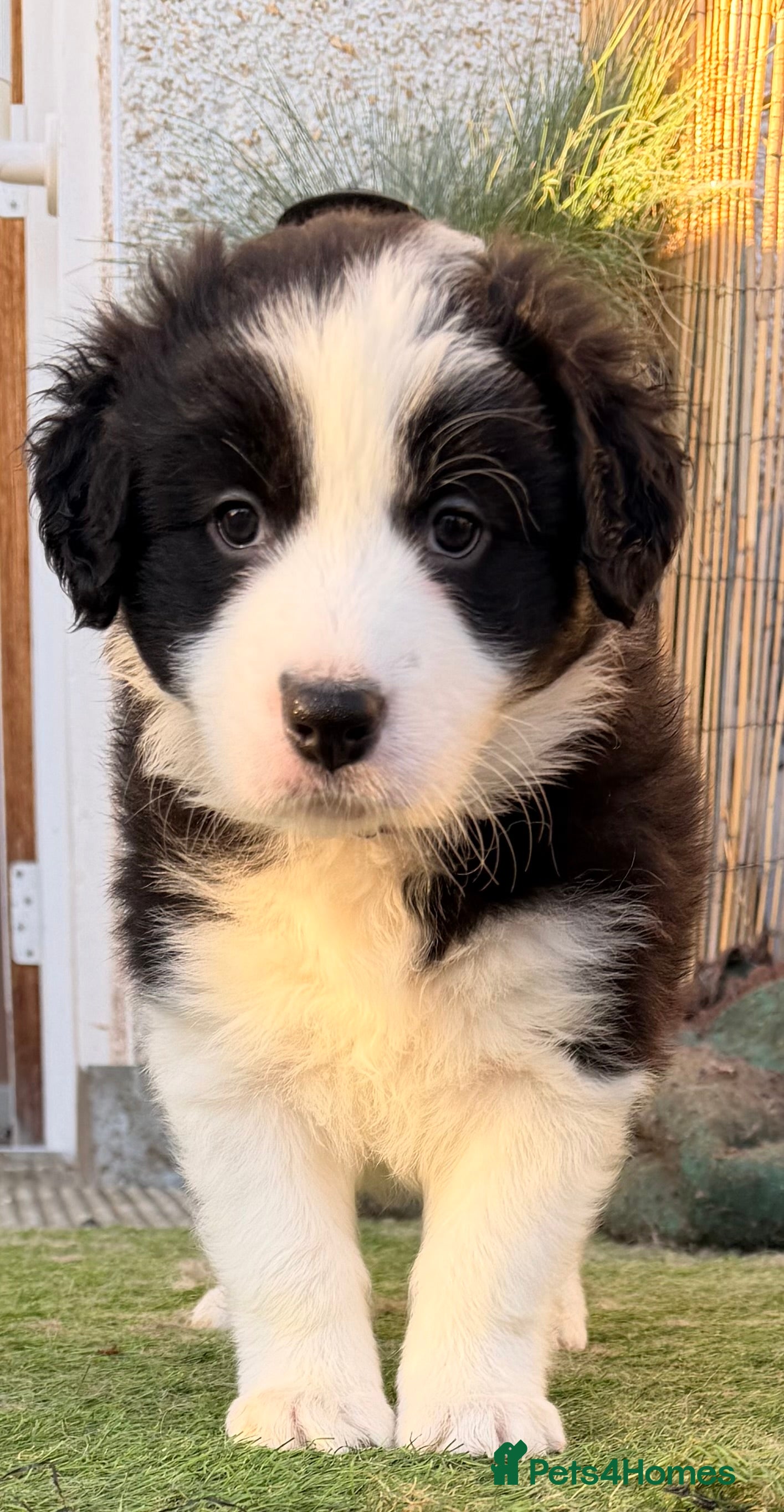 Border Collie dogs International champion show line, only 3 left - Advert 3