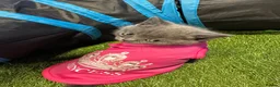British Shorthair cats for sale: Pure breed British shorthair for sale in Denham - Advert 5